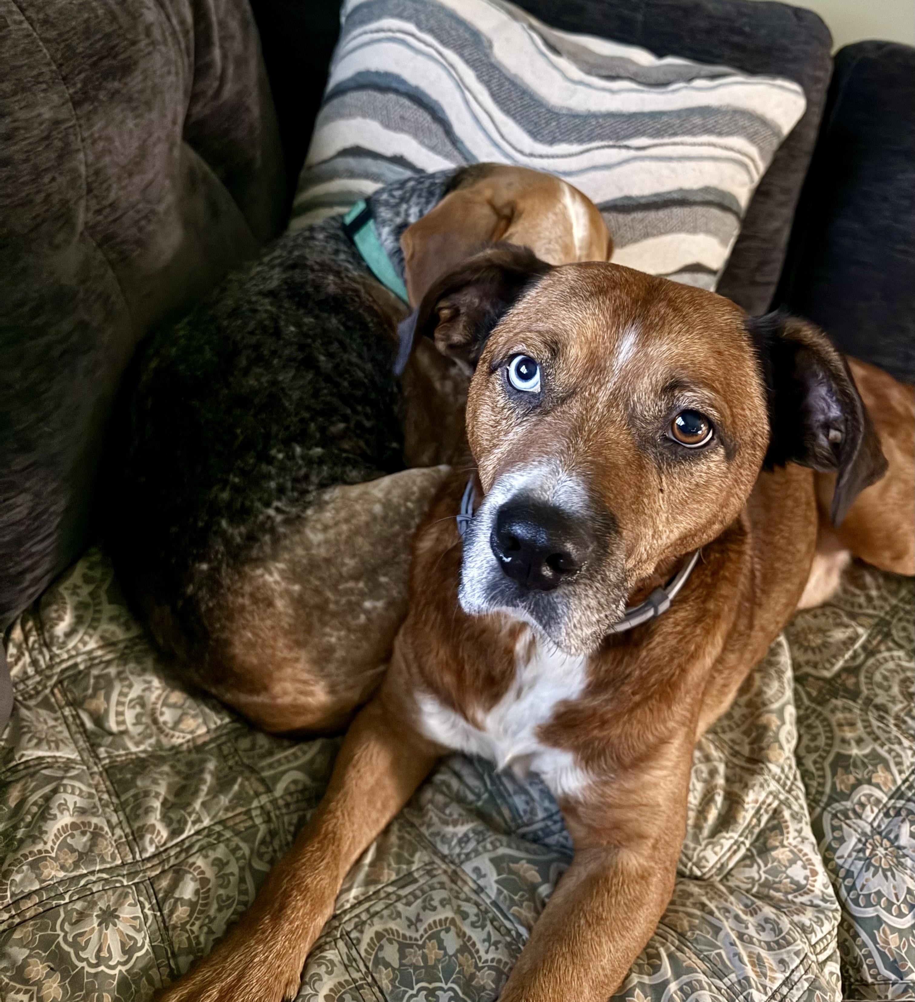 Enlarge BOWIE, a Adoptable mixed breed in Media, PA image 2/6