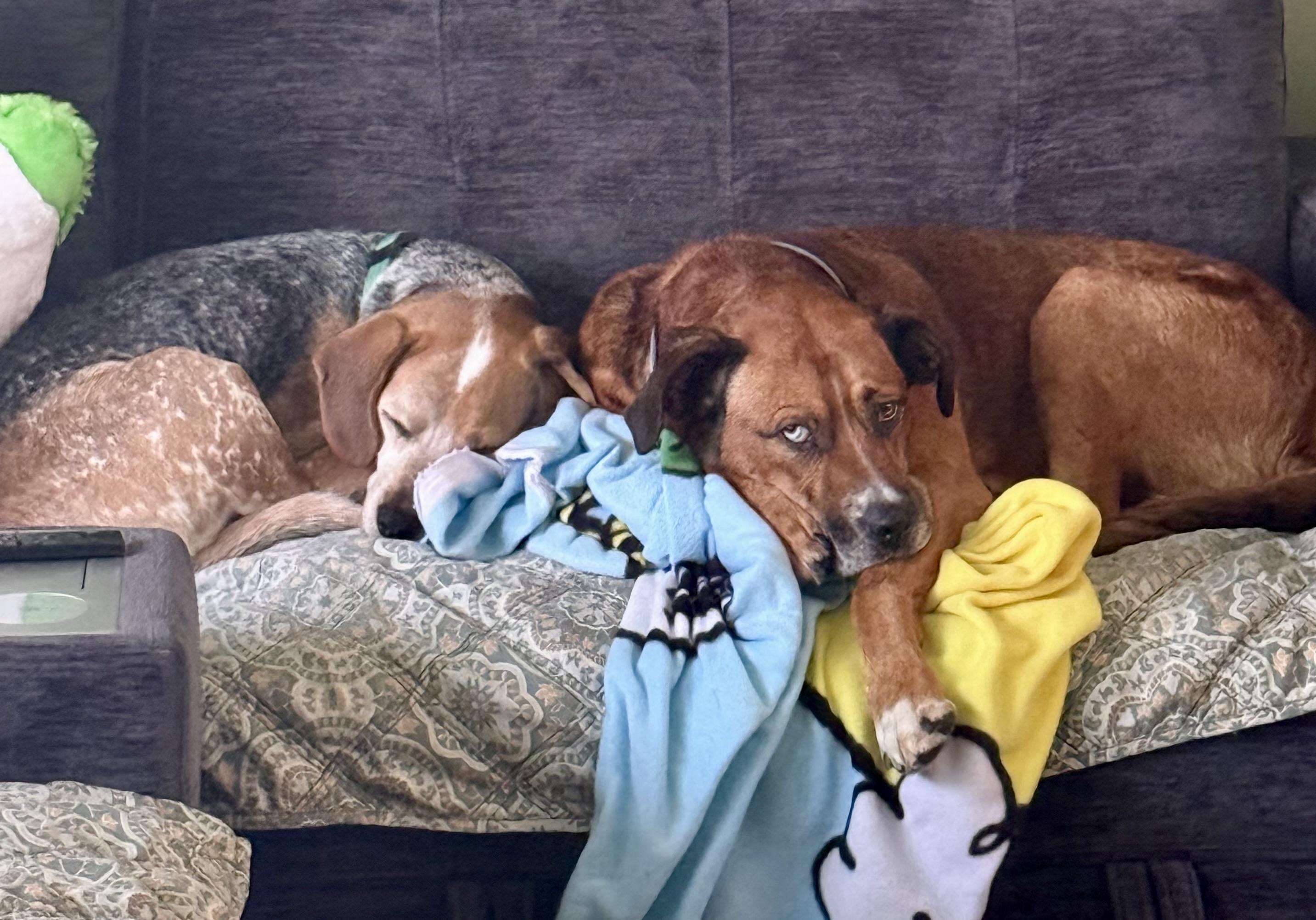 Enlarge BOWIE, a Adoptable mixed breed in Media, PA image 5/6