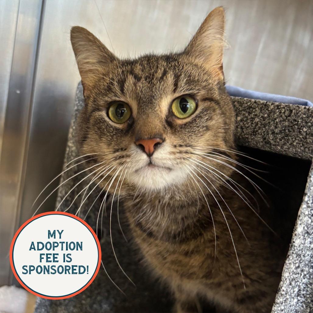 Quake - IN FOSTER, Adoptable, Adult Male Domestic Short Hair.