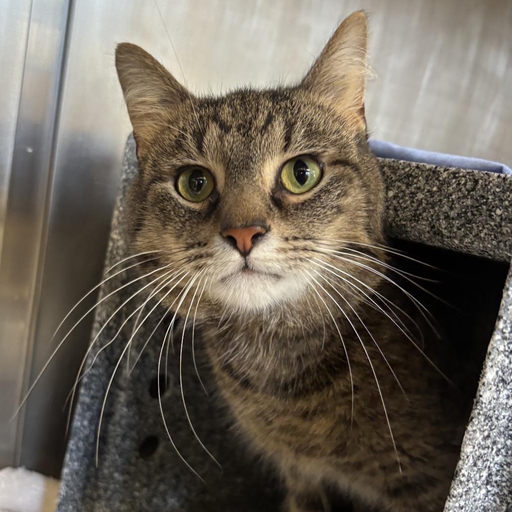Enlarge Quake - IN FOSTER, a Adoptable Domestic Short Hair in Birdsboro, PA image 2/3
