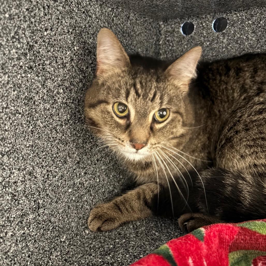 Enlarge Quake - IN FOSTER, a Adoptable Domestic Short Hair in Birdsboro, PA image 3/3