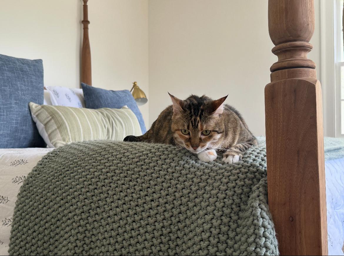 Allie, Adopted, Senior Female American Shorthair.