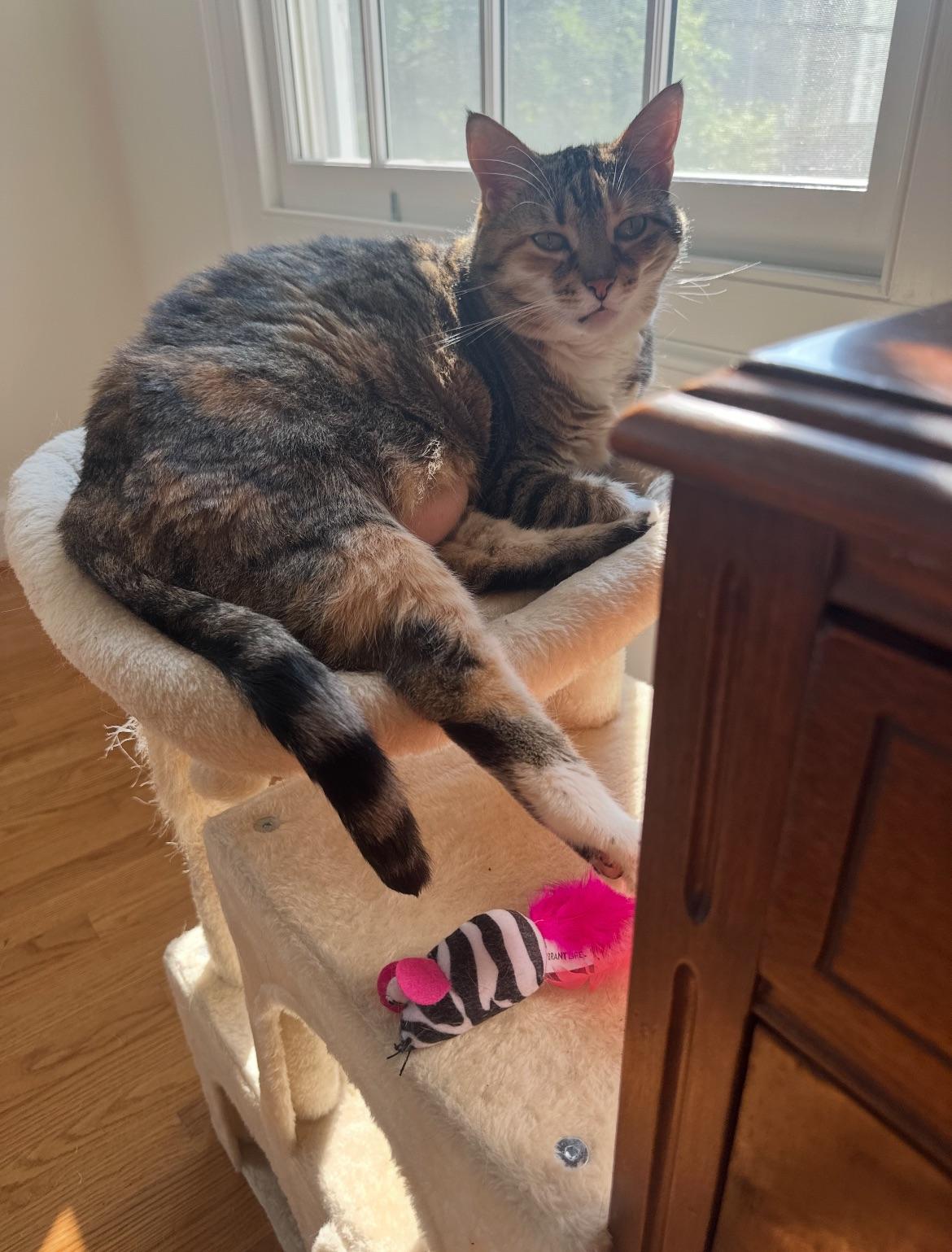 Enlarge Allie, a Adopted American Shorthair in scottsville, VA image 4/4