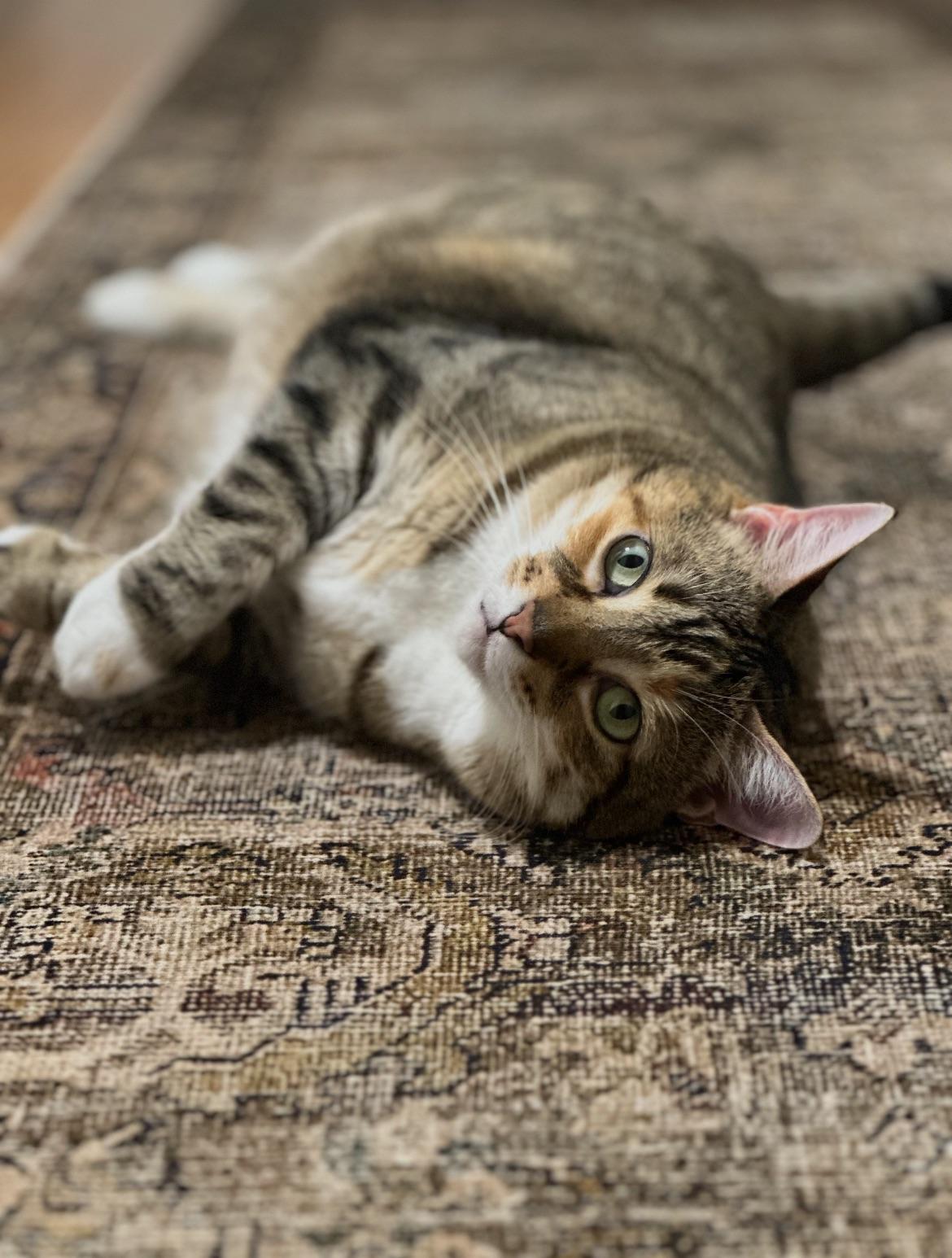 Enlarge Allie, a Adopted American Shorthair in scottsville, VA image 2/4