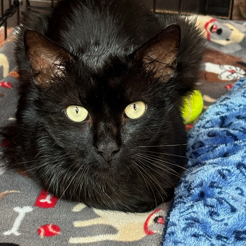 Altheo, Young Male Maine Coon