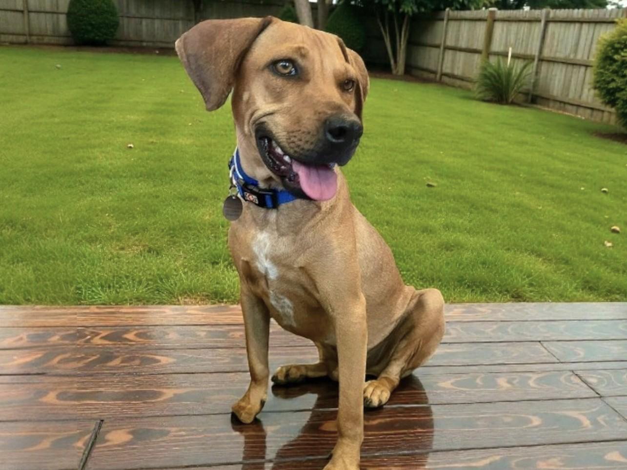 Chipotle — thumbnail 2