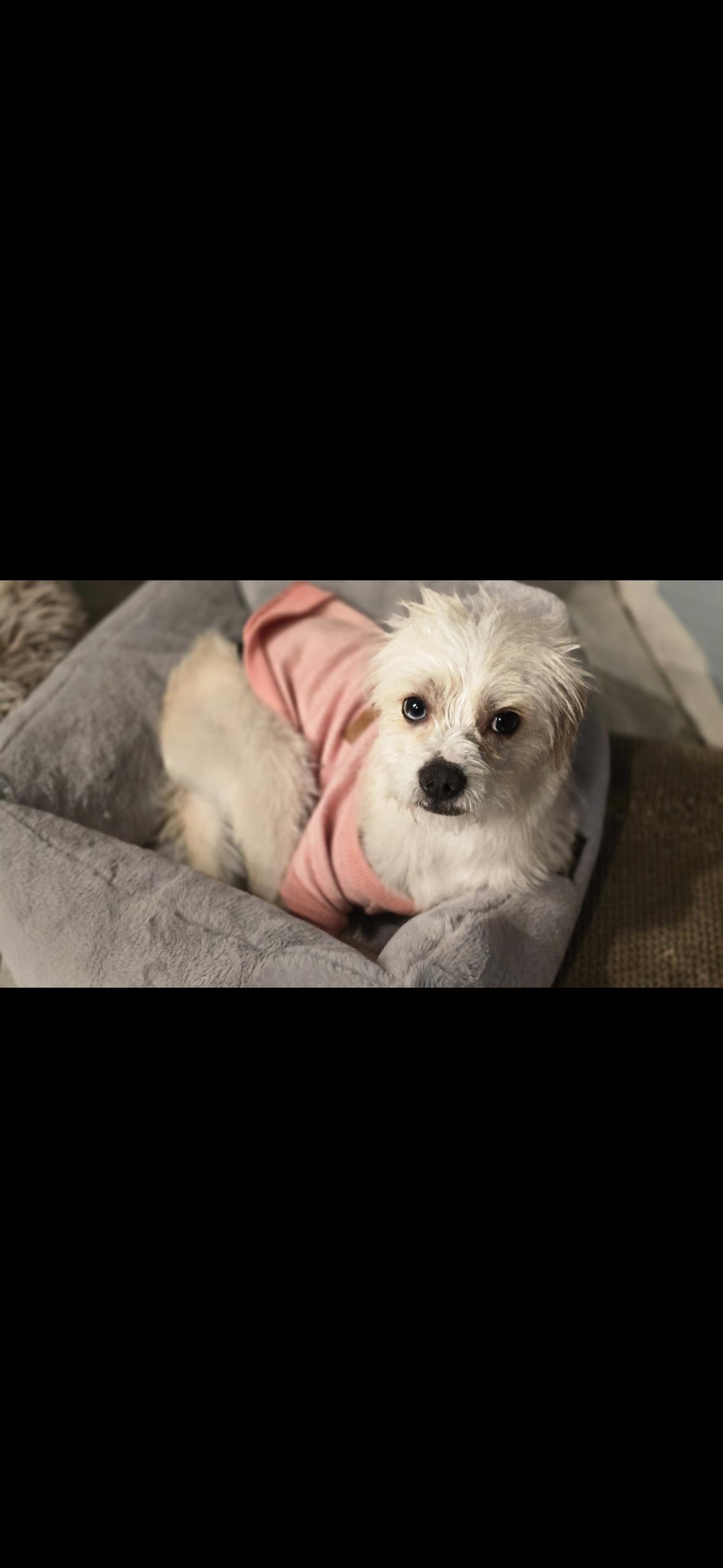 Enlarge Rocky , an adopted mixed breed in Hayward, CA image 2/6