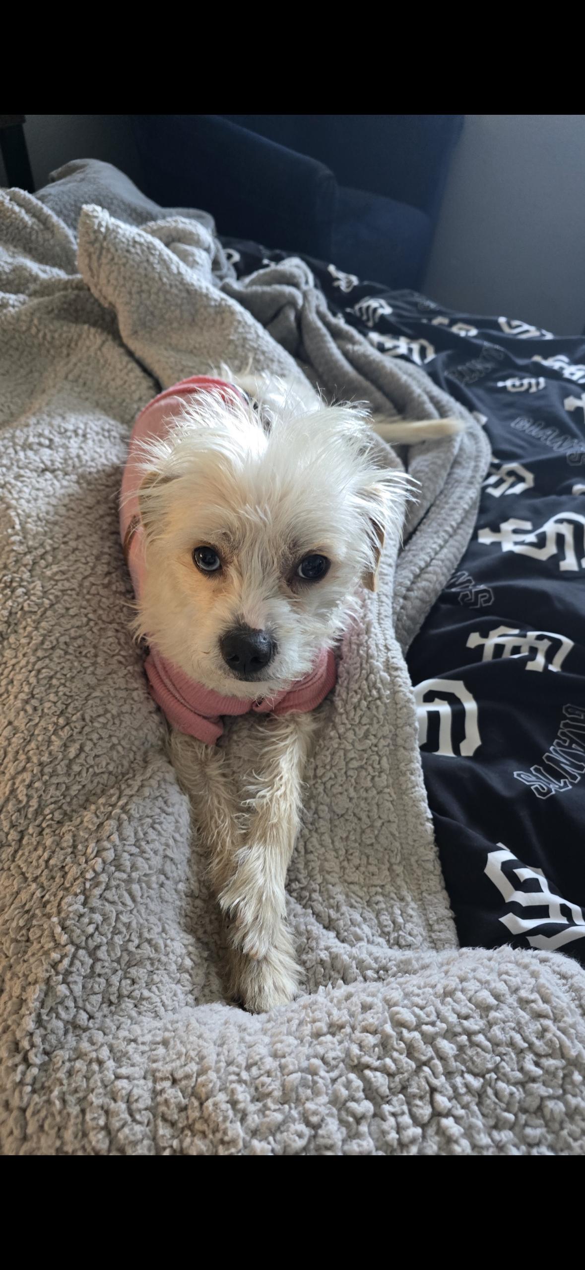 Enlarge Rocky , an adopted mixed breed in Hayward, CA image 1/6