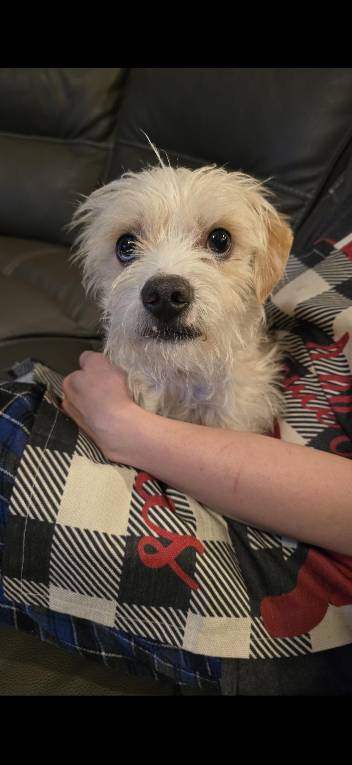 Enlarge Rocky , an adopted mixed breed in Hayward, CA image 5/6