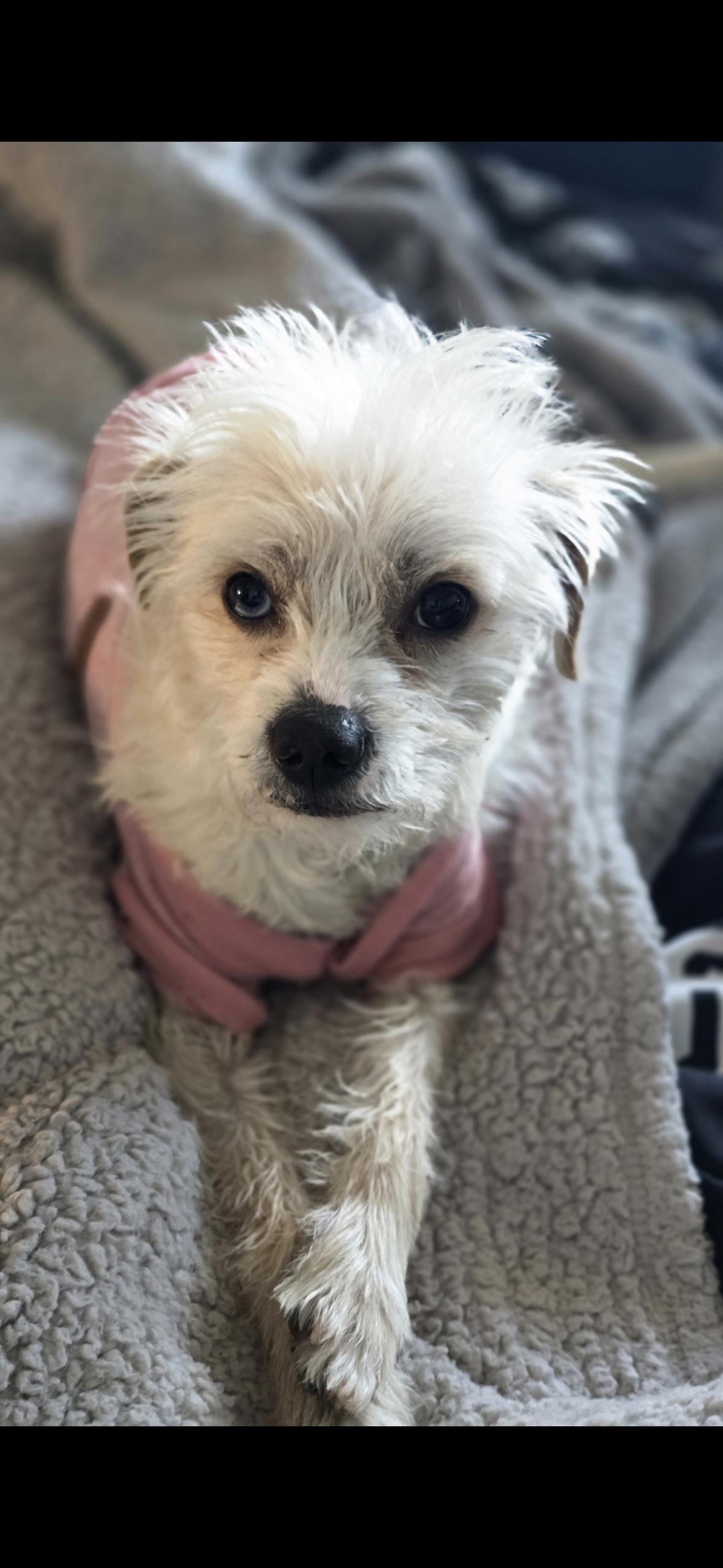 Enlarge Rocky , an adopted mixed breed in Hayward, CA image 6/6