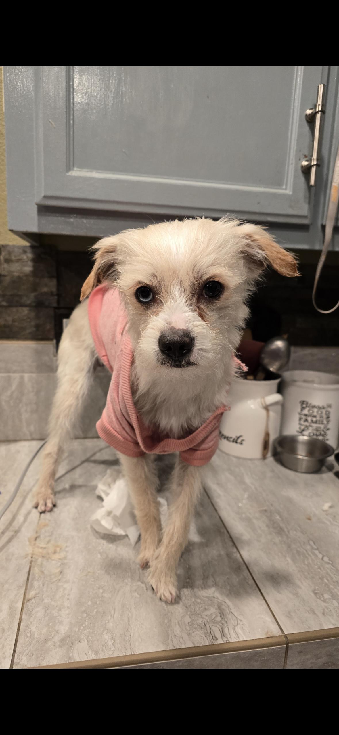 Enlarge Rocky , an adopted mixed breed in Hayward, CA image 3/6