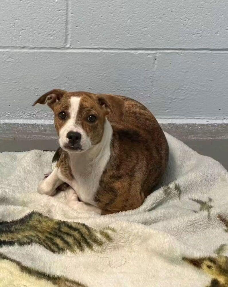 Sugar, Adoptable, Puppy Female Labrador Retriever & Boxer.