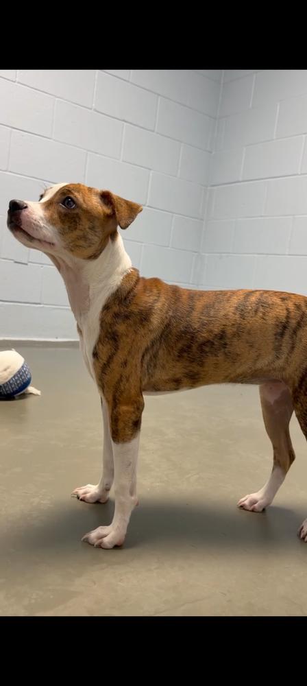 Enlarge Sugar, a Adoptable mixed breed in Statesville, NC image 2/3