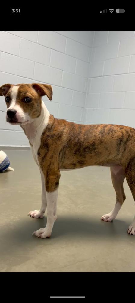 Enlarge Sugar, a Adoptable mixed breed in Statesville, NC image 3/3