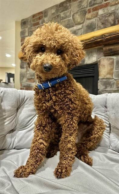 TEDDY, Adoptable, Adult Male Poodle.