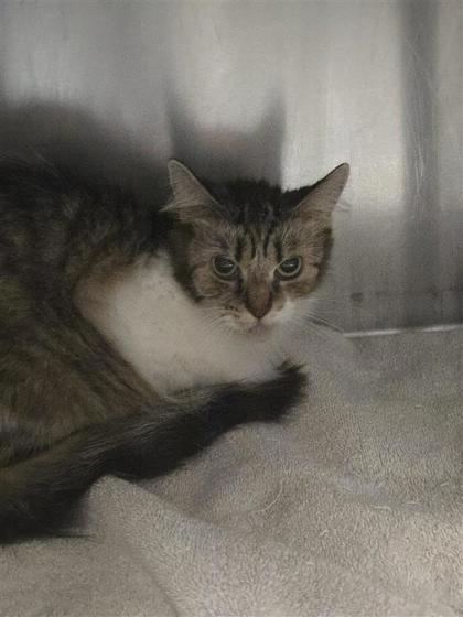 Soleil, Adoptable, Young Female Domestic Medium Hair & Domestic Short Hair.