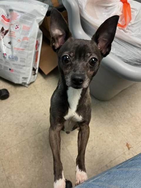 Enlarge Astro, a ADOPTABLE Chihuahua in Elmwood Park, NJ image 1/1