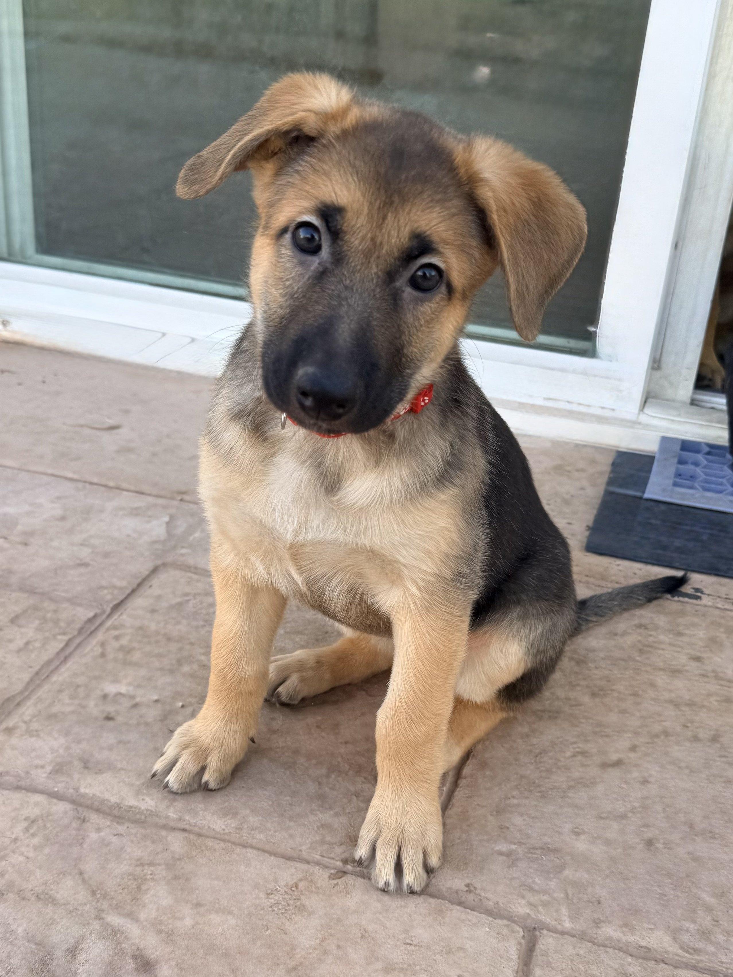 Roxy, adopted, Puppy Female German Shepherd Dog.