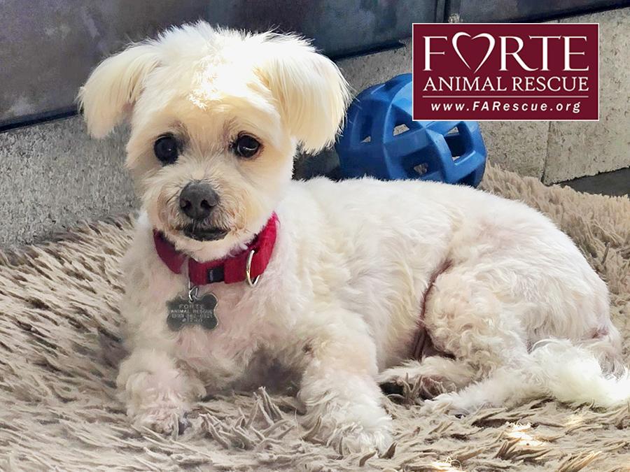 Snowball, a Adoptable Maltipoo in Marina Del Rey, CA image 2/3