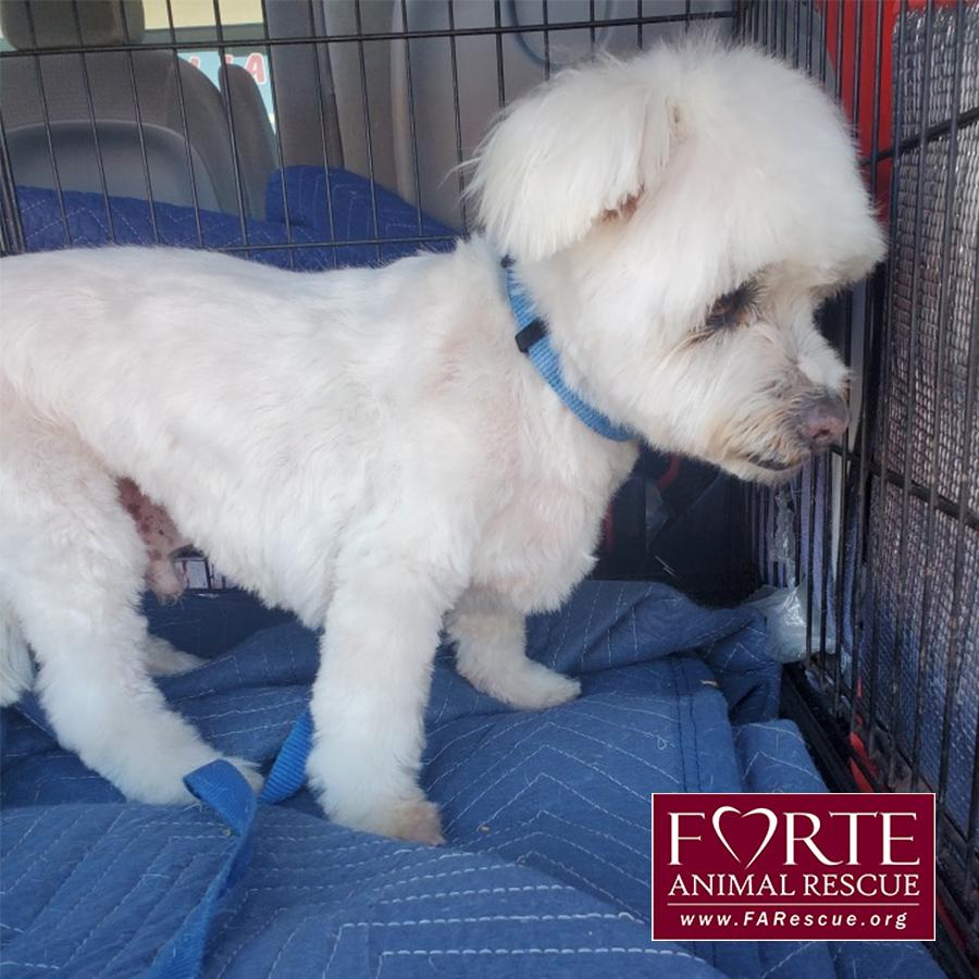 Snowball, an adoptable Maltipoo in Marina Del Rey, CA, 90292 | Photo Image 3