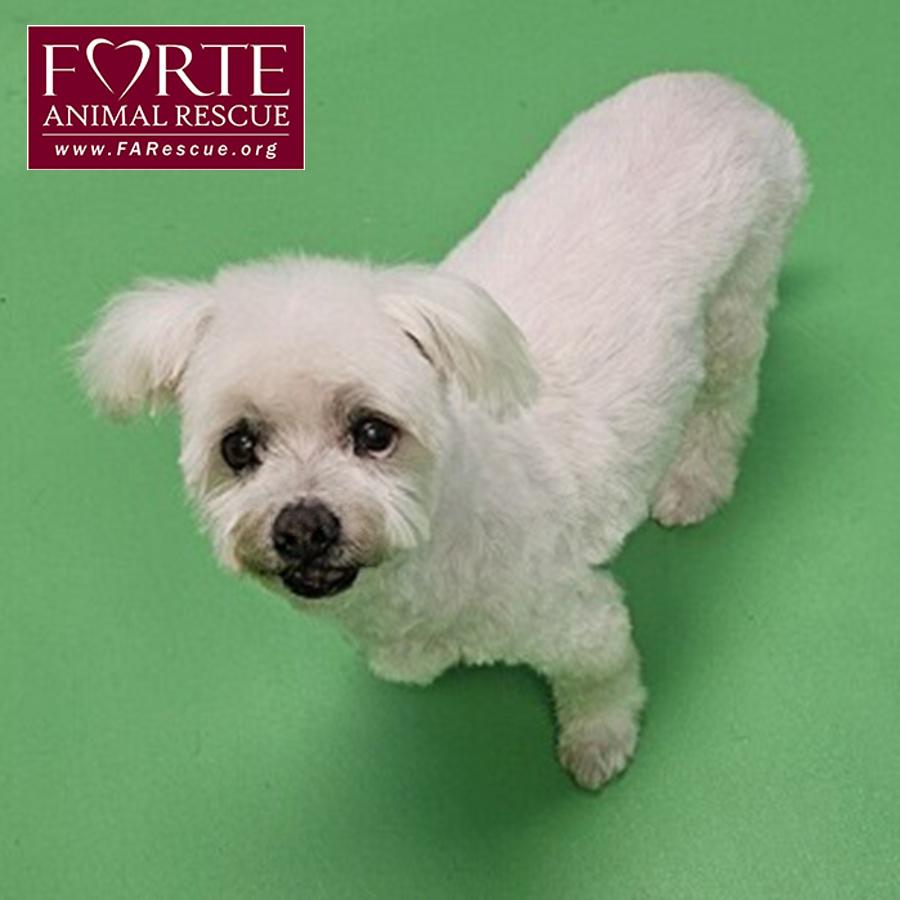 Snowball, Adoptable, Senior Male Maltipoo.