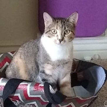 Matilda, Adoptable, Adult Female Domestic Short Hair.