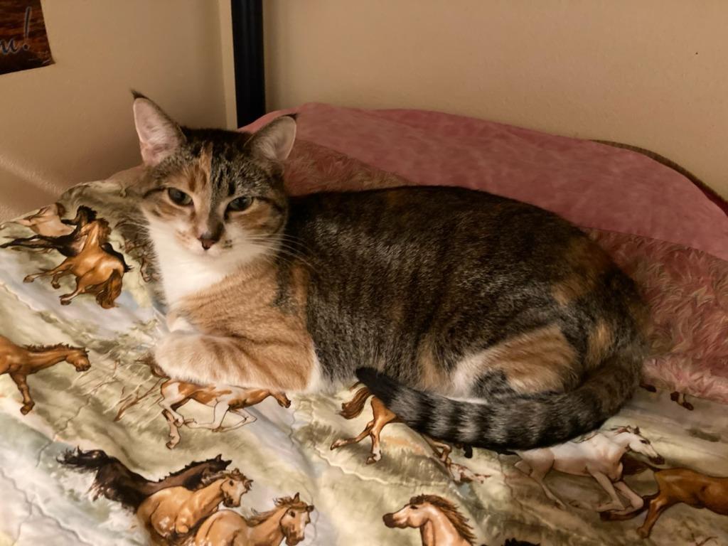 Enlarge Matilda, a Adoptable mixed breed in Salt Lake City, UT image 5/6