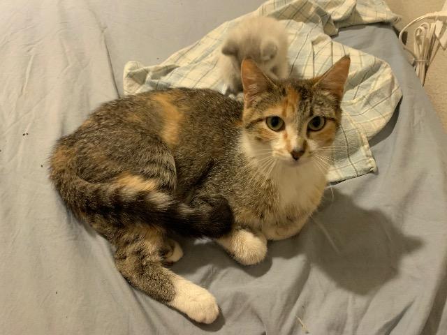 Enlarge Matilda, a Adoptable mixed breed in Salt Lake City, UT image 6/6