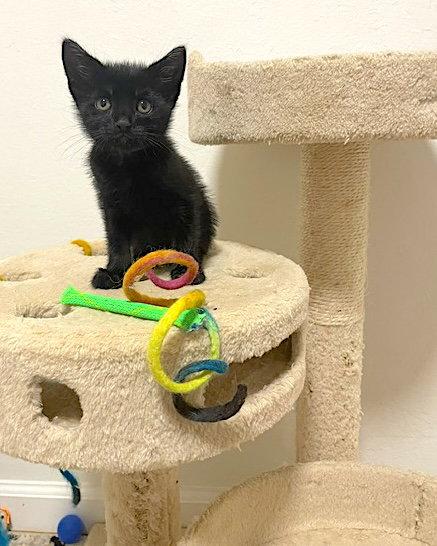 Flash, Adoptable, Kitten Male Domestic Short Hair.
