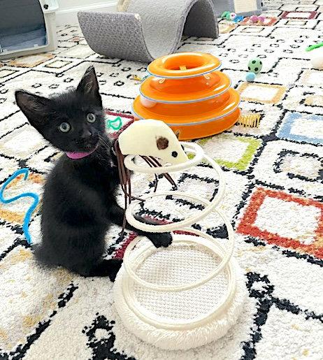 Enlarge Flash, a Adoptable Domestic Short Hair in Fremont, CA image 2/3