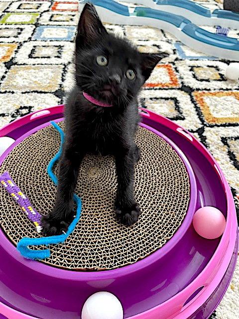 Enlarge Flash, a Adoptable Domestic Short Hair in Fremont, CA image 3/3