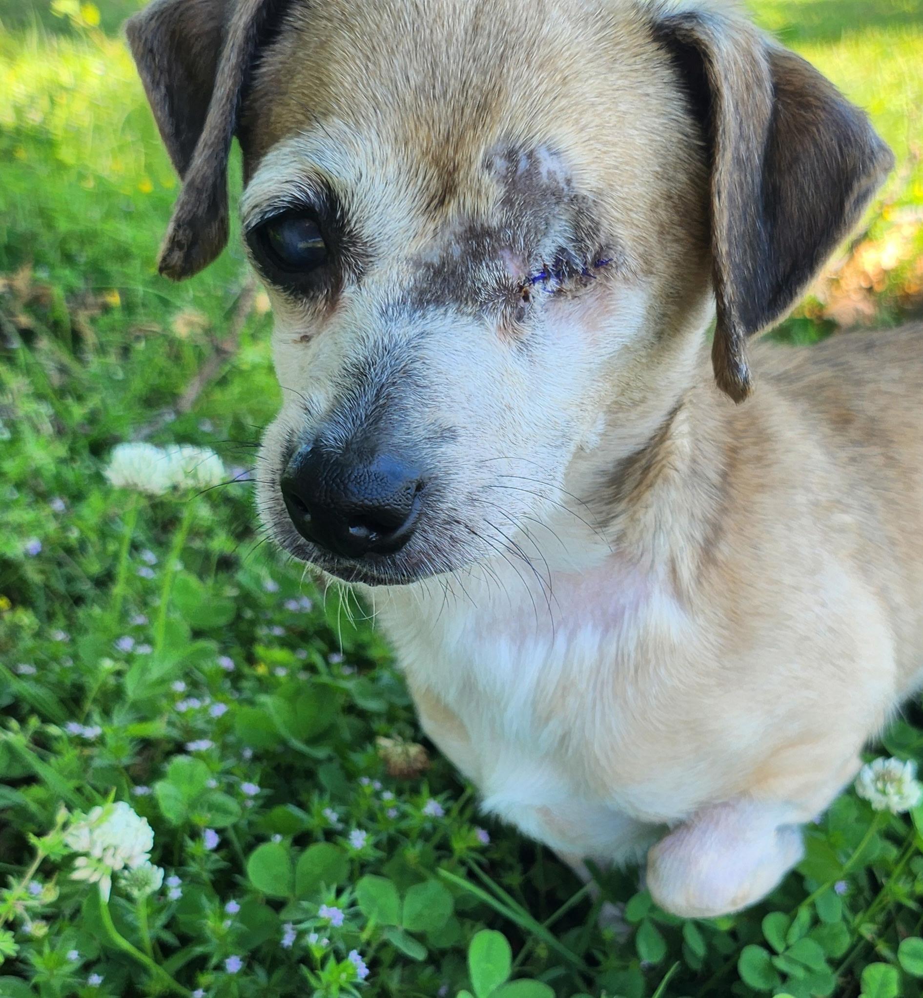Riley, an adopted Chiweenie in Great Bend, KS image 2/3