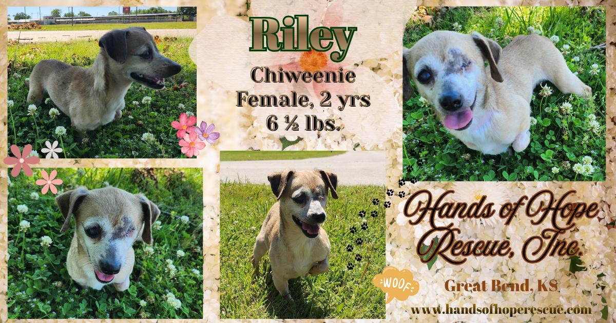 Riley, an adopted Chiweenie in Great Bend, KS image 3/3