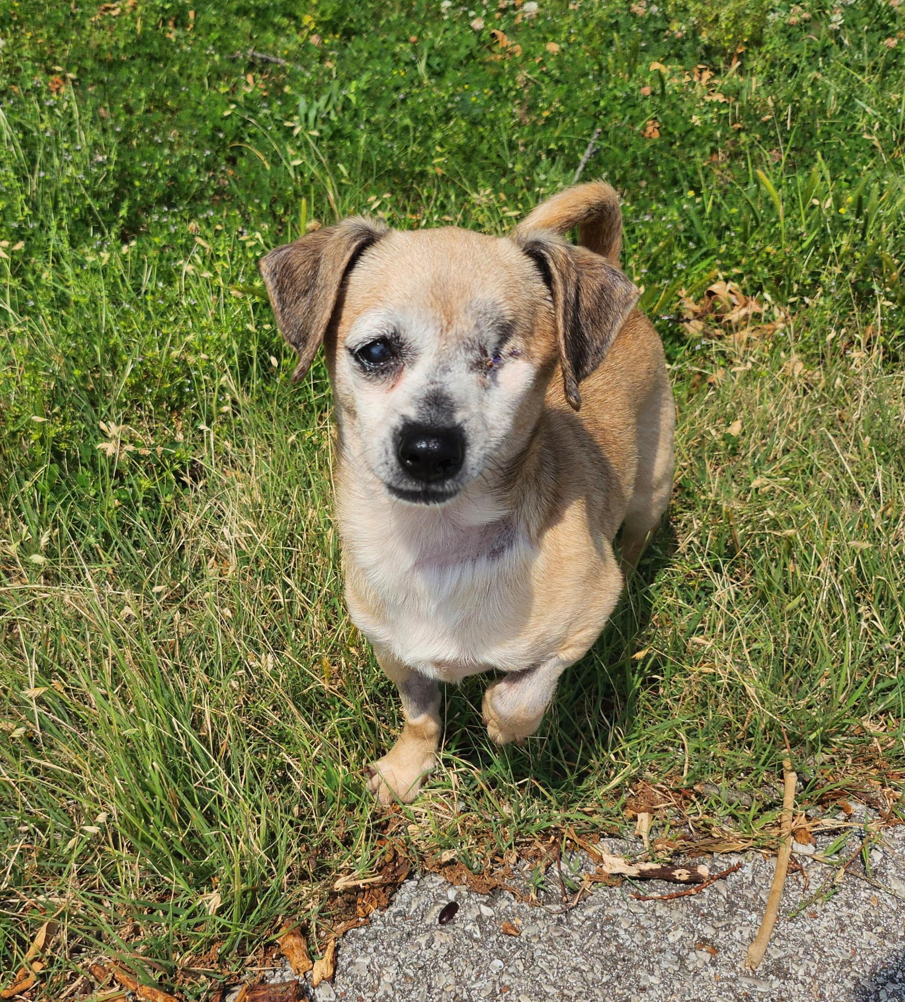 Riley, adopted, Adult Female Chiweenie.