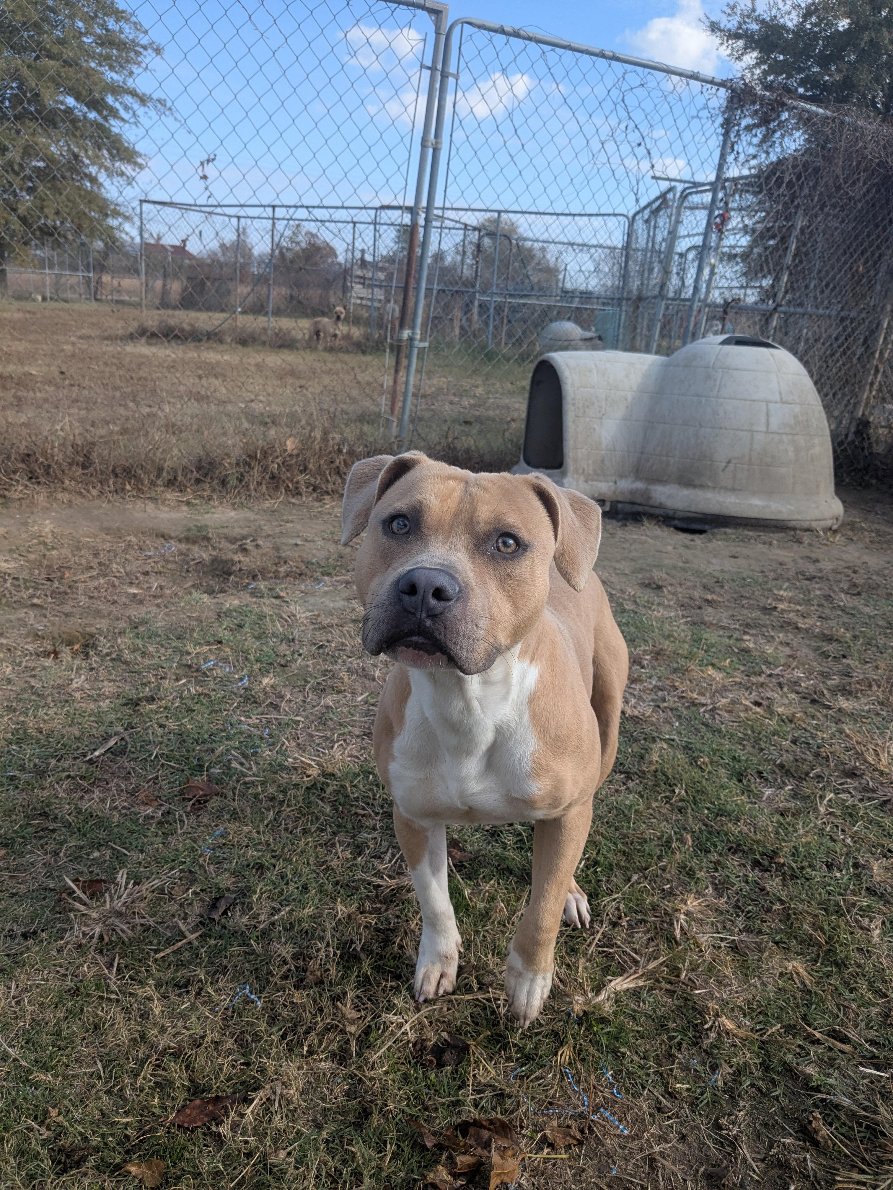Enlarge Judd , a ADOPTABLE Pit Bull Terrier in Manchester, NH image 5/5