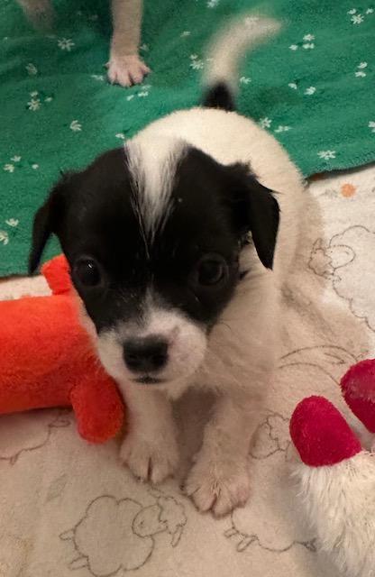 Puppy Oreo  -  Las Vegas, Adoptable, Puppy Male Chihuahua & Dachshund.