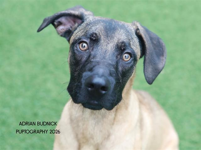 Bambi, ADOPTABLE, Young Male Mixed Breed.