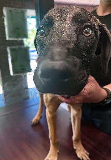 Bambi, a ADOPTABLE Mixed Breed in Nashville, TN image 2/2