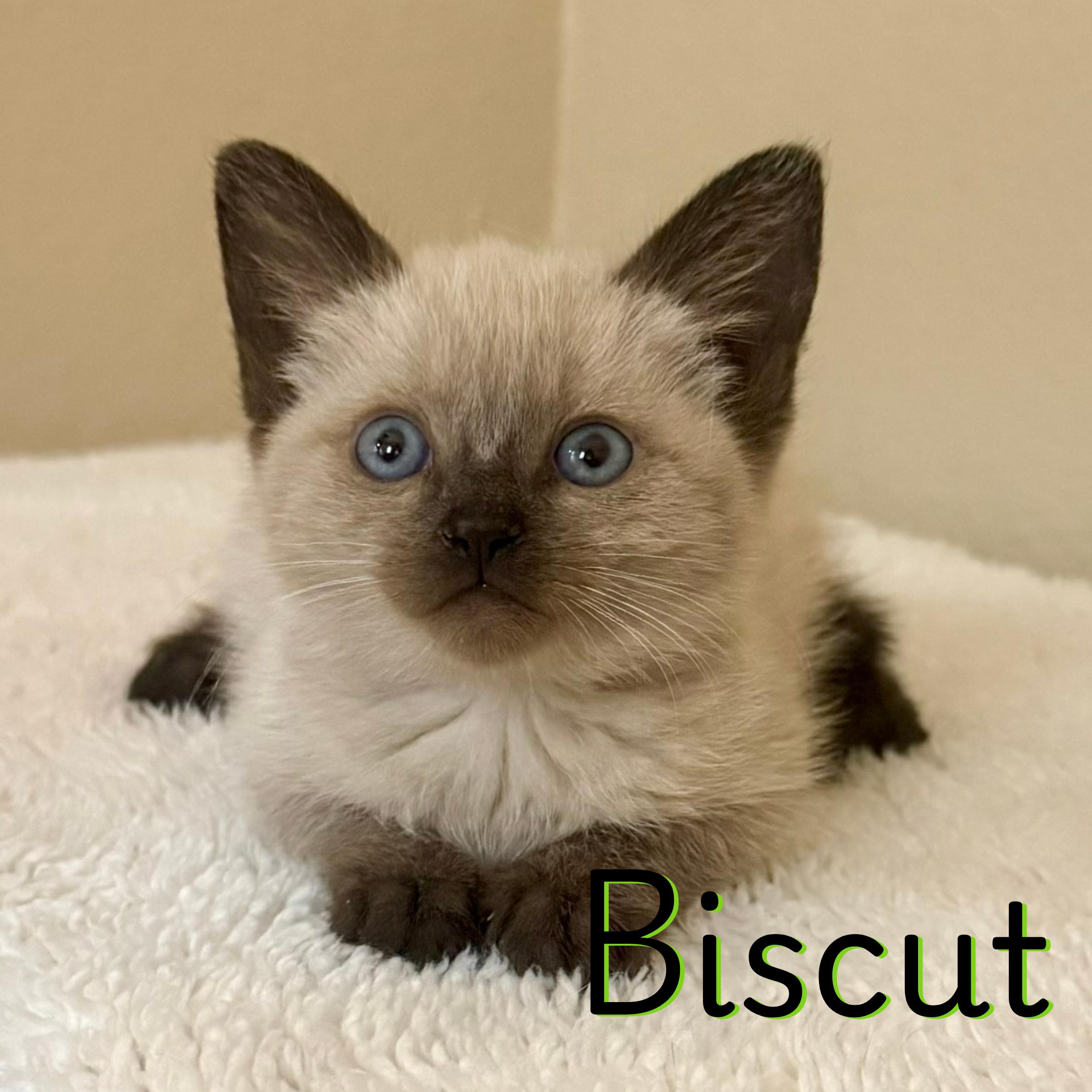 Biscut, Adoptable, Kitten Female Siamese.