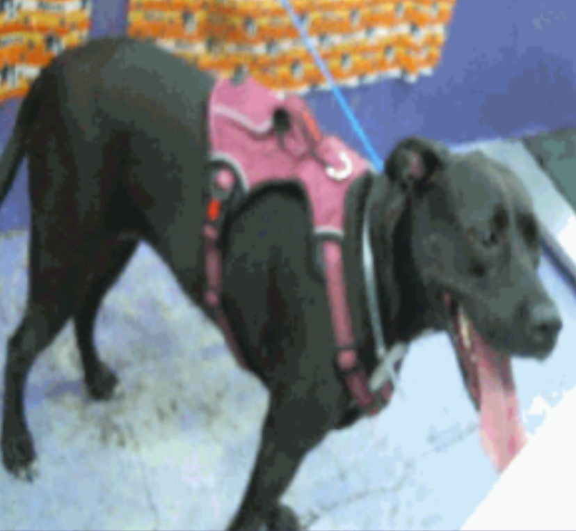 Bella, an adopted Labrador Retriever in Kankakee, IL_image-1