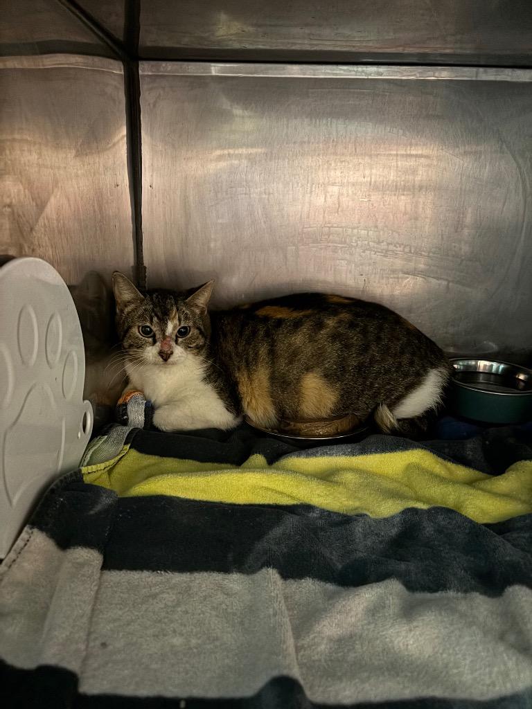 Madonna, Adoptable, Adult Female Domestic Short Hair.