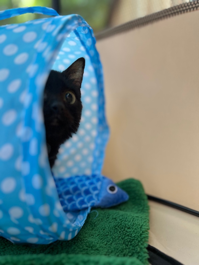 Marcus, Adoptable, Adult Male Domestic Short Hair.