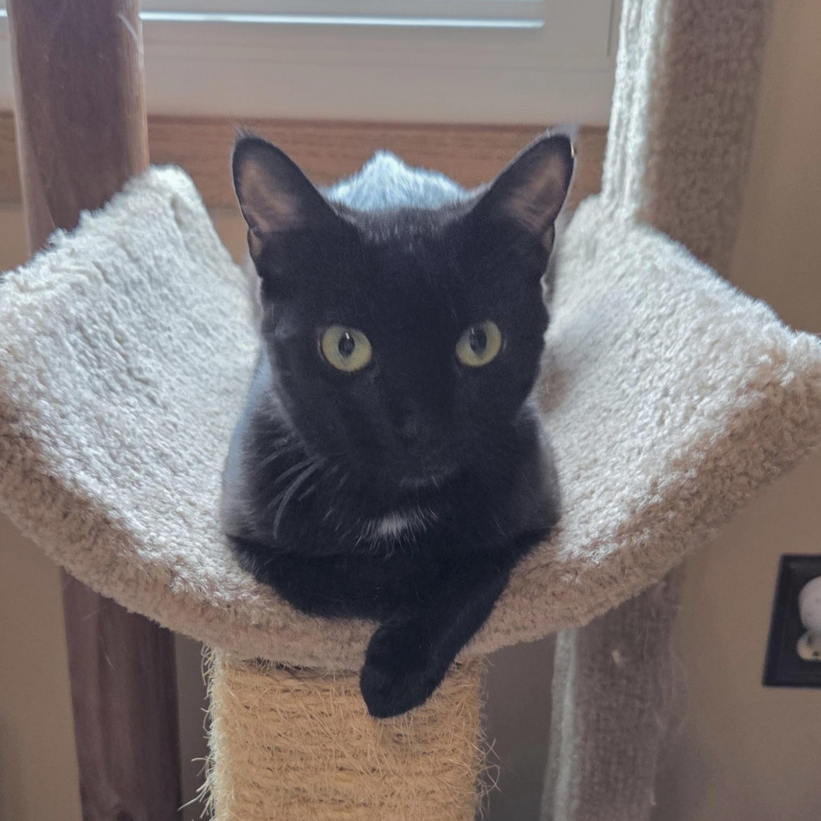 Springy, Adoptable, Young Female Domestic Short Hair.