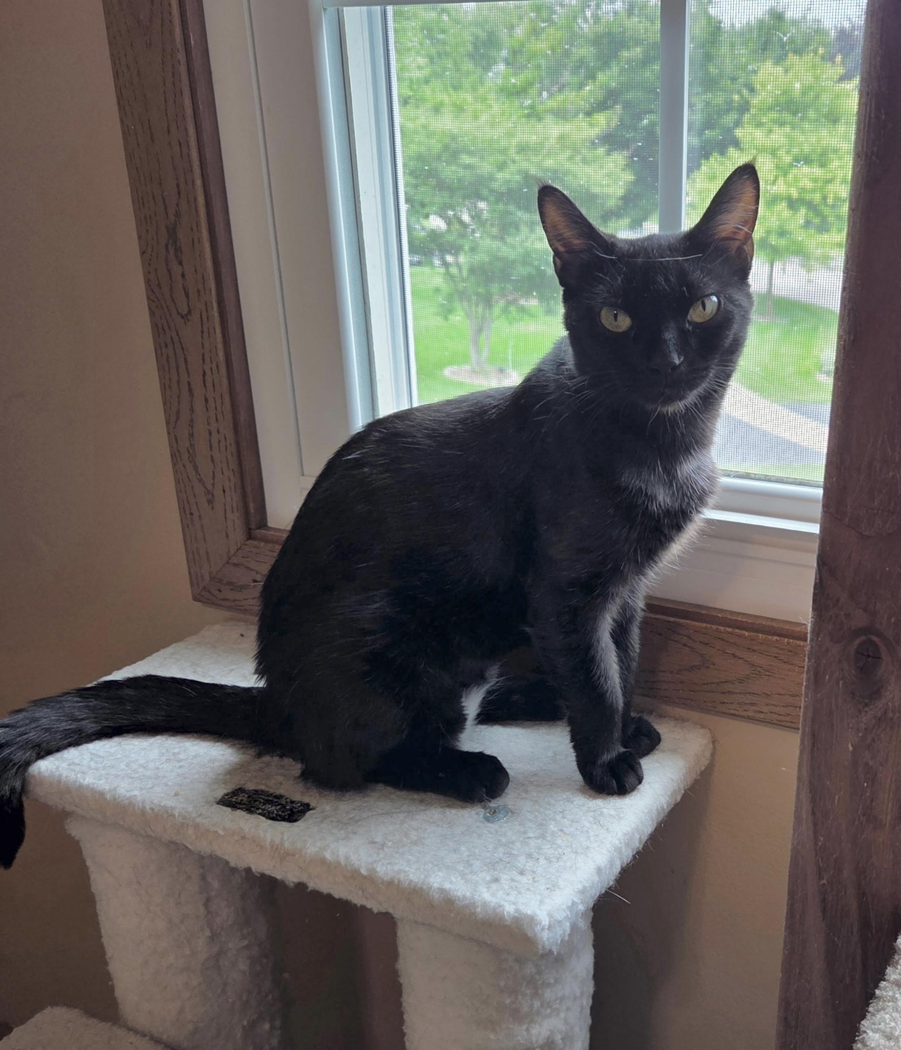 Springy, a Adoptable Domestic Short Hair in Geneva, IL image 2/2