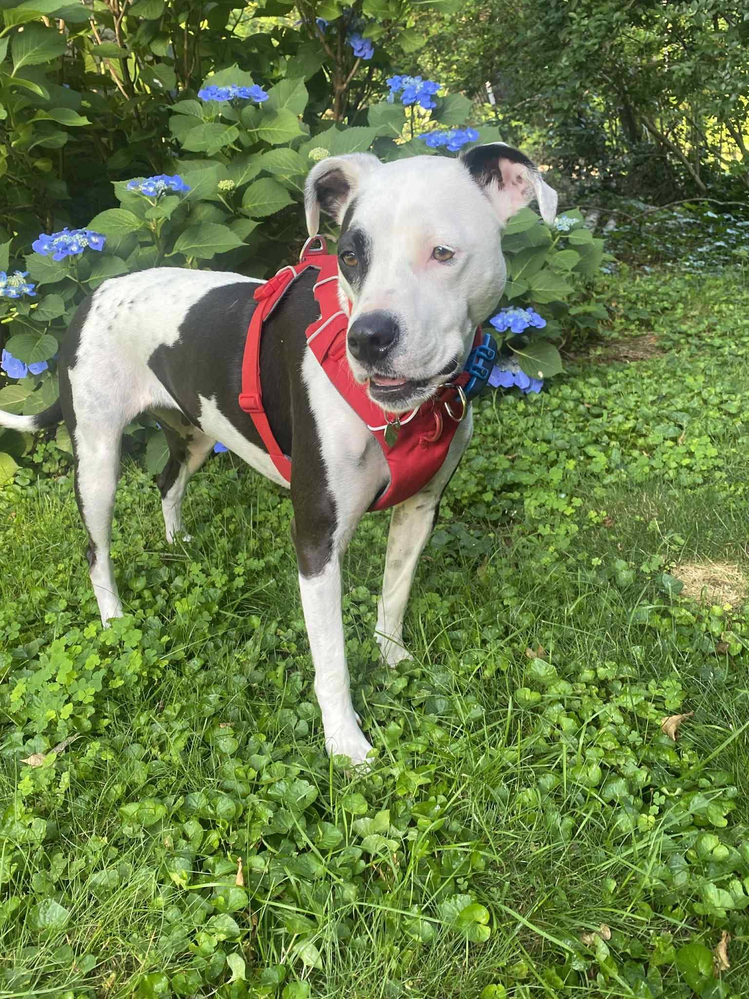 Fray, Adoptable, Adult Female Pit Bull Terrier.