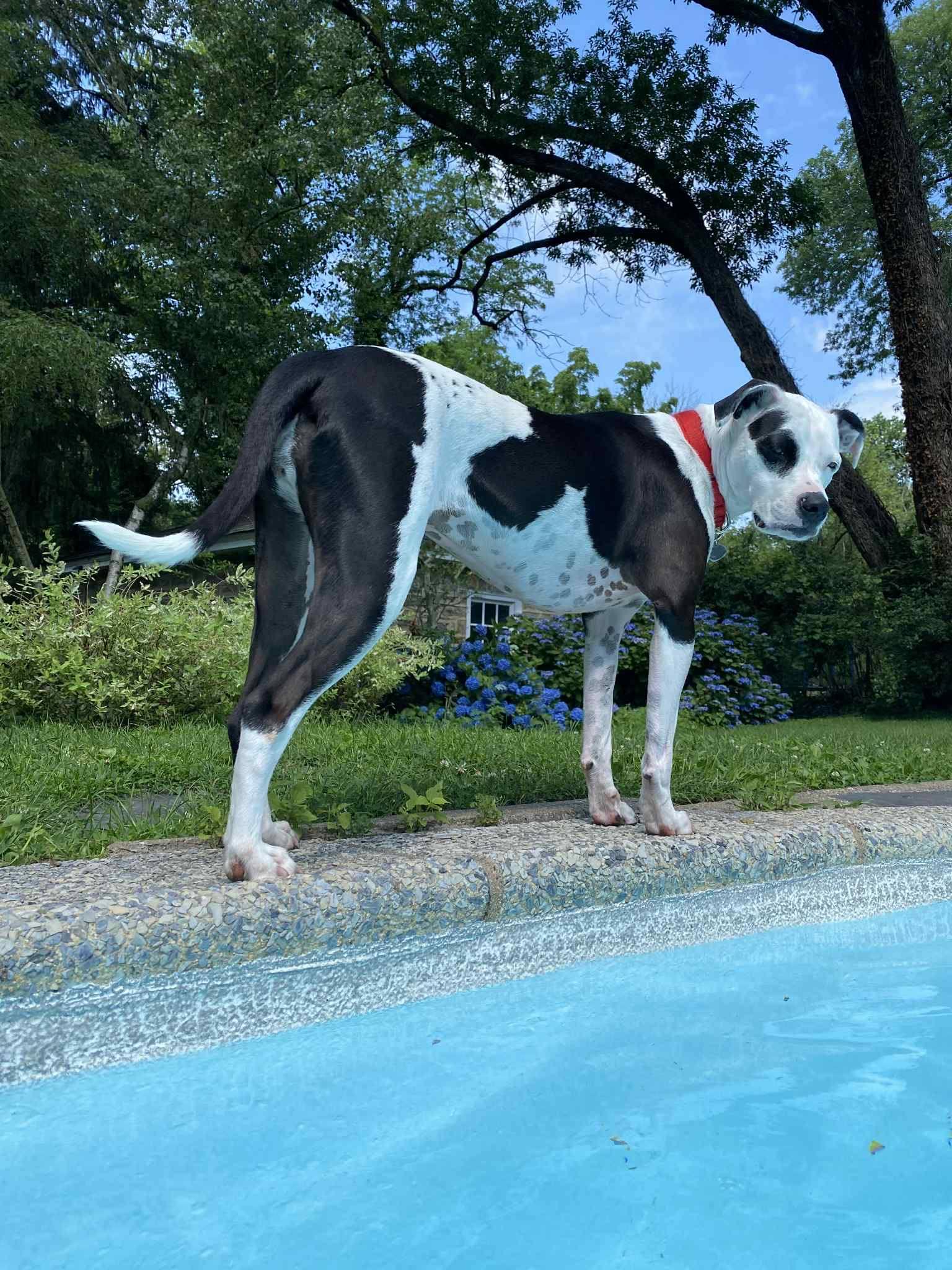 Enlarge Fray, a Adoptable Pit Bull Terrier in Catasauqua, PA image 2/3