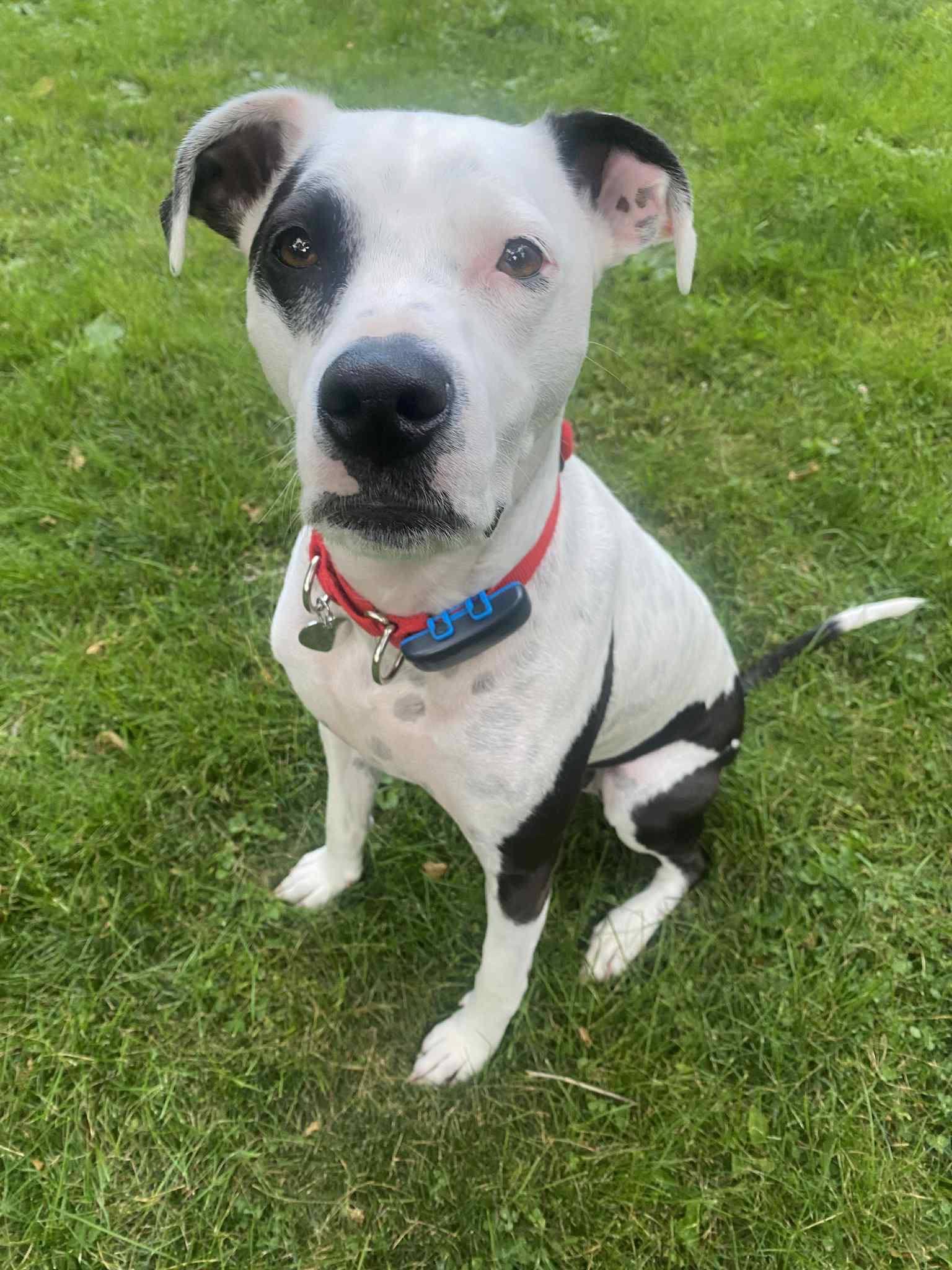 Enlarge Fray, a Adoptable Pit Bull Terrier in Catasauqua, PA image 3/3