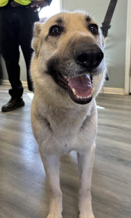 Queen Rayna, Adoptable, Adult Female German Shepherd Dog.