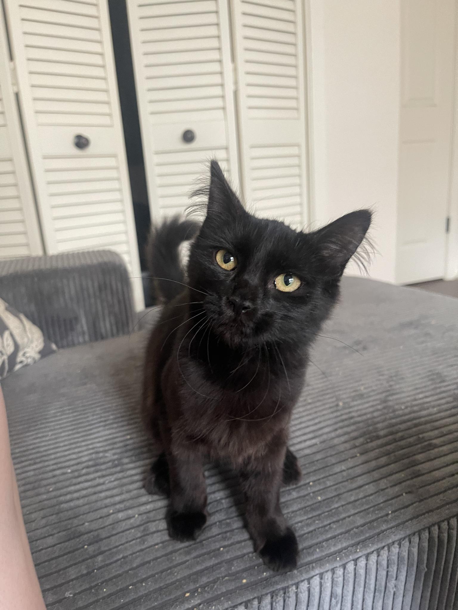 Enlarge Soot , a Adoptable Domestic Medium Hair in Houston, TX image 2/4