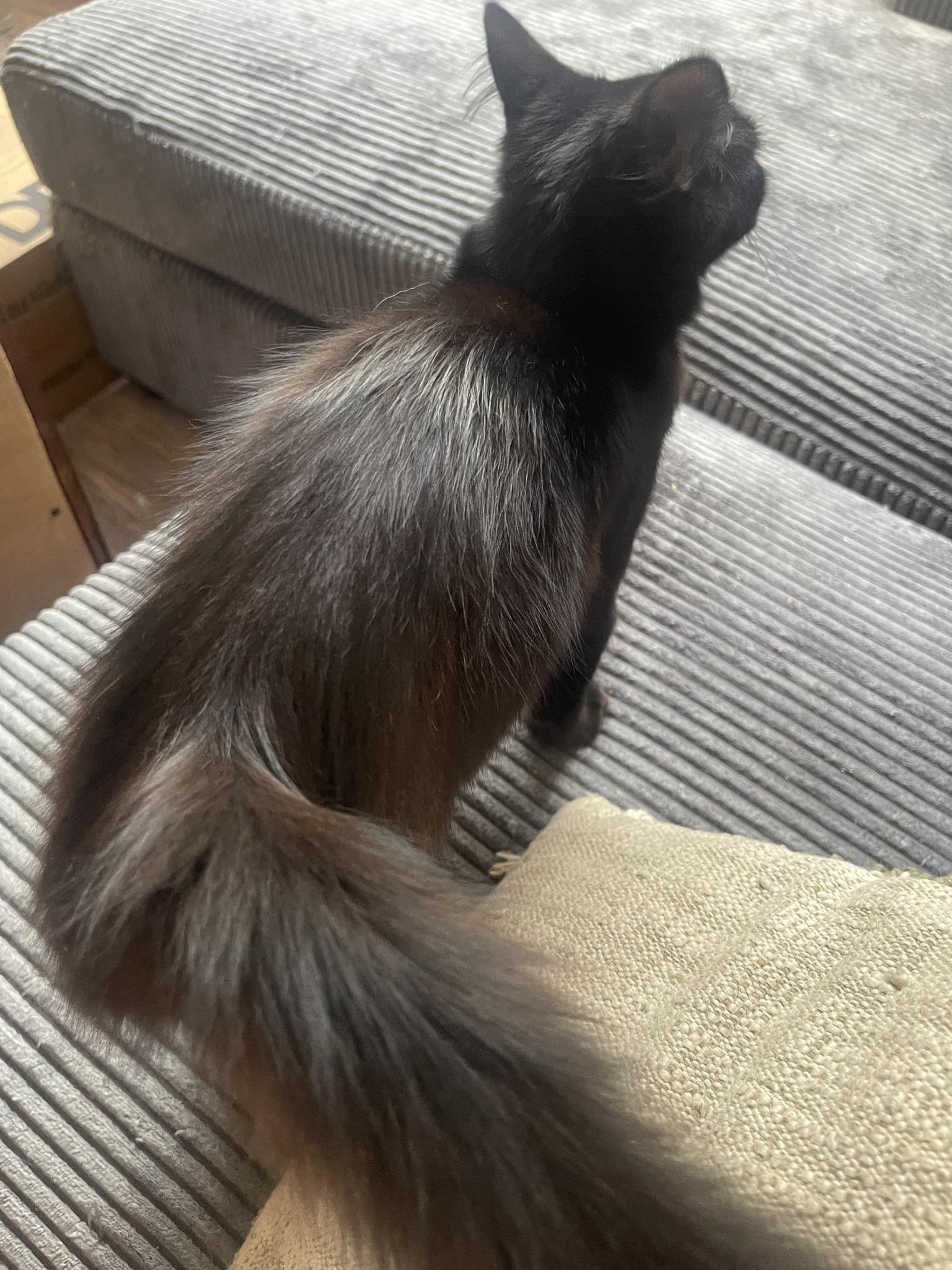 Enlarge Soot , a Adoptable Domestic Medium Hair in Houston, TX image 4/4